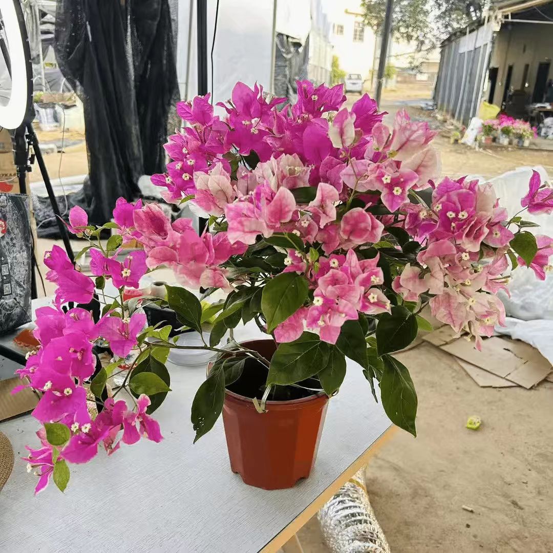 【漳红樱】花色百变四级勤花三角梅阳台庭院爬藤盆栽