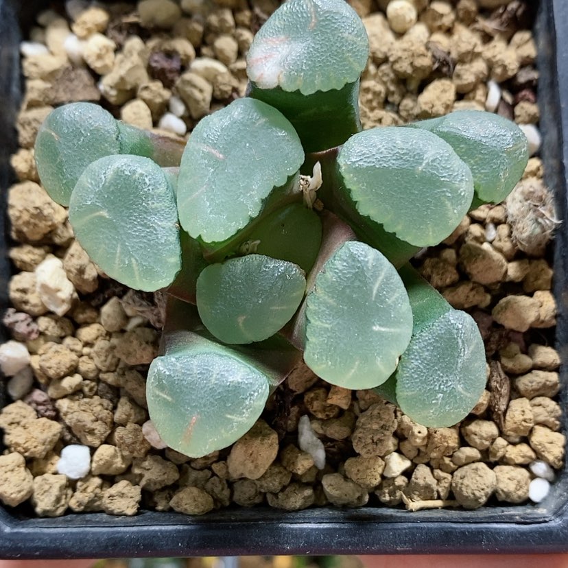 【闪购商品】71红月亮万象