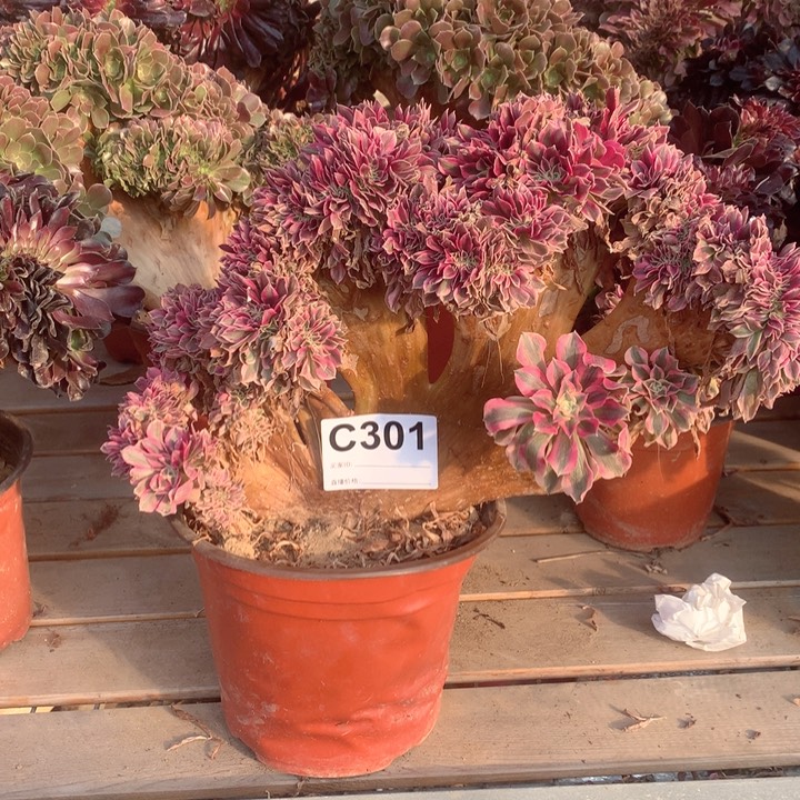 301粉女巫缀多肉法师