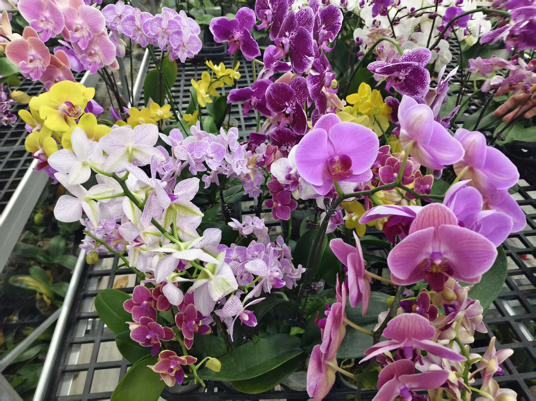 蝴蝶兰【随机花】花苗盆栽带花剑花苞客厅室内四季好养观赏