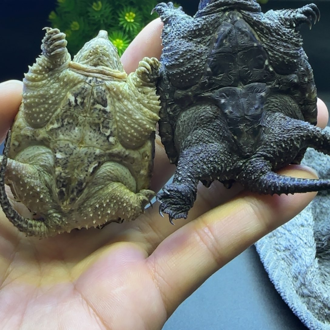 绿毛龟母5公分左右多