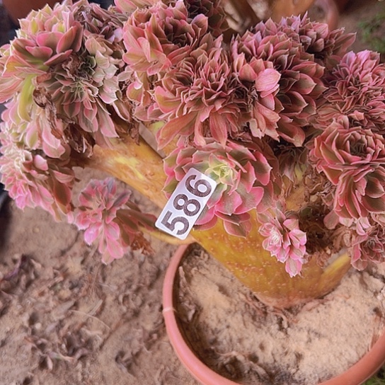 芳***-多肉植物一个女巫