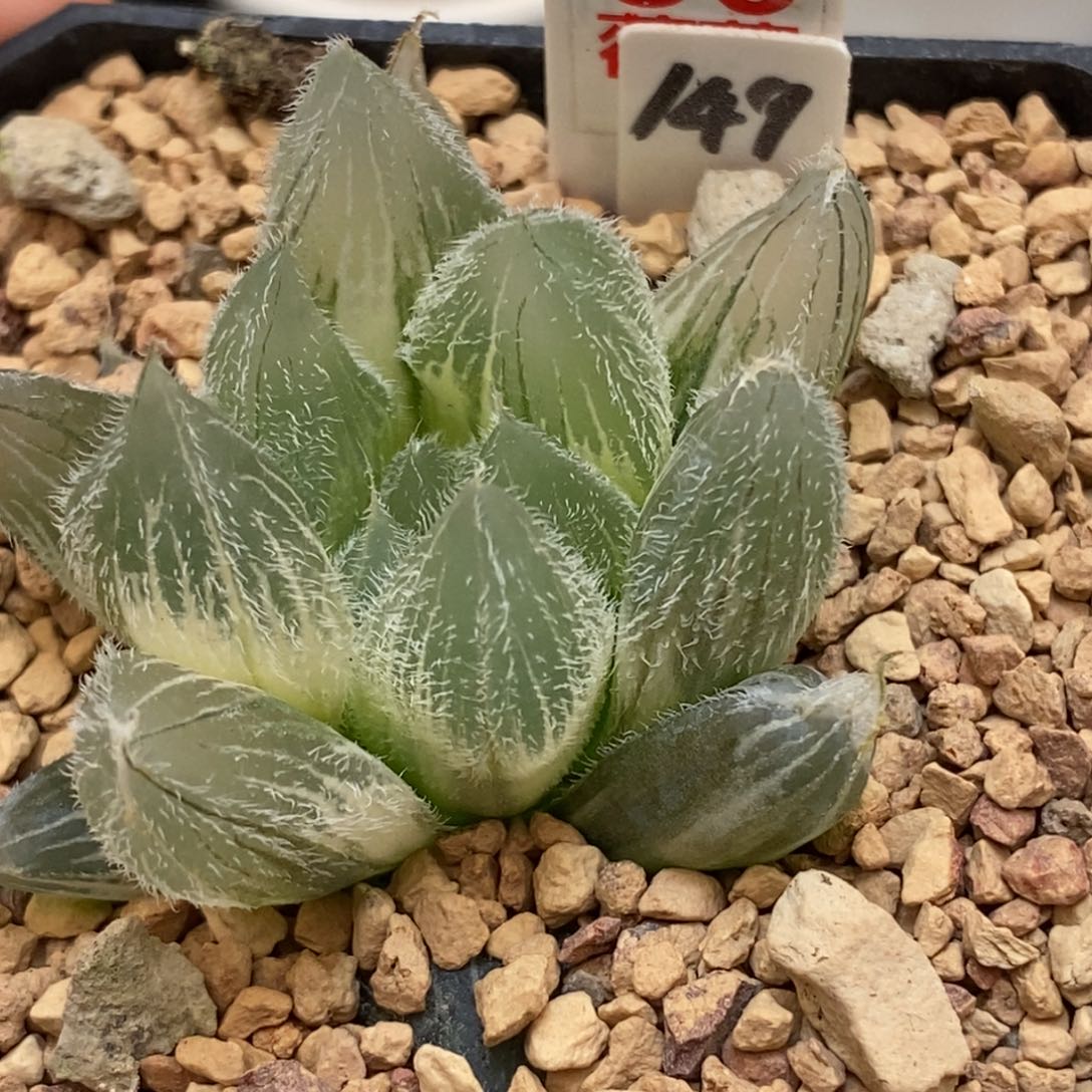 86毛玉露多肉植物