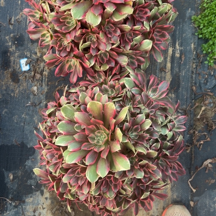 默***默两颗多肉法师不包损43