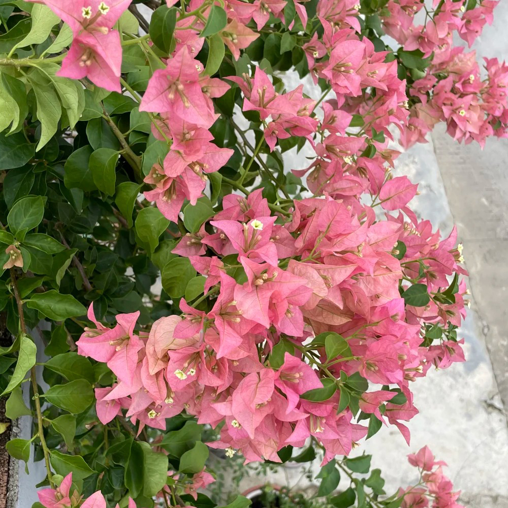 卡亚塔三角梅勤花带花爬藤好养易活四季