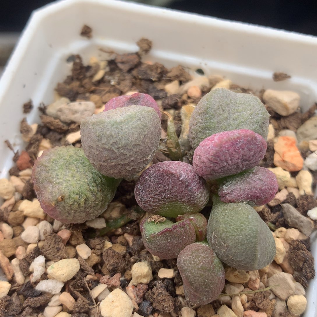 夏娃三头一物一拍