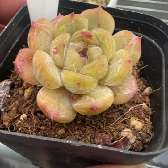 111白恋一物一拍多肉