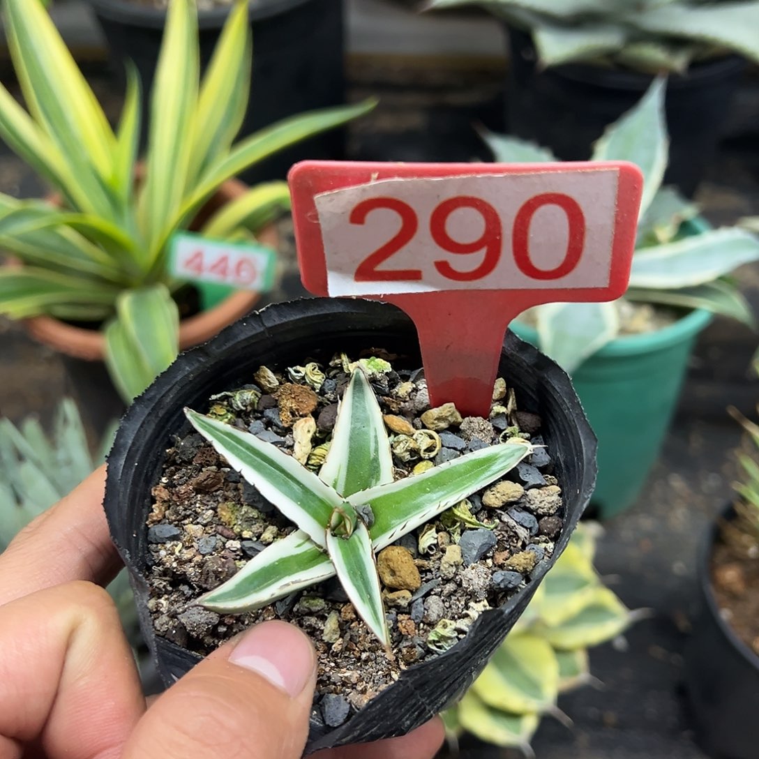 冰山龙舌兰非组培290