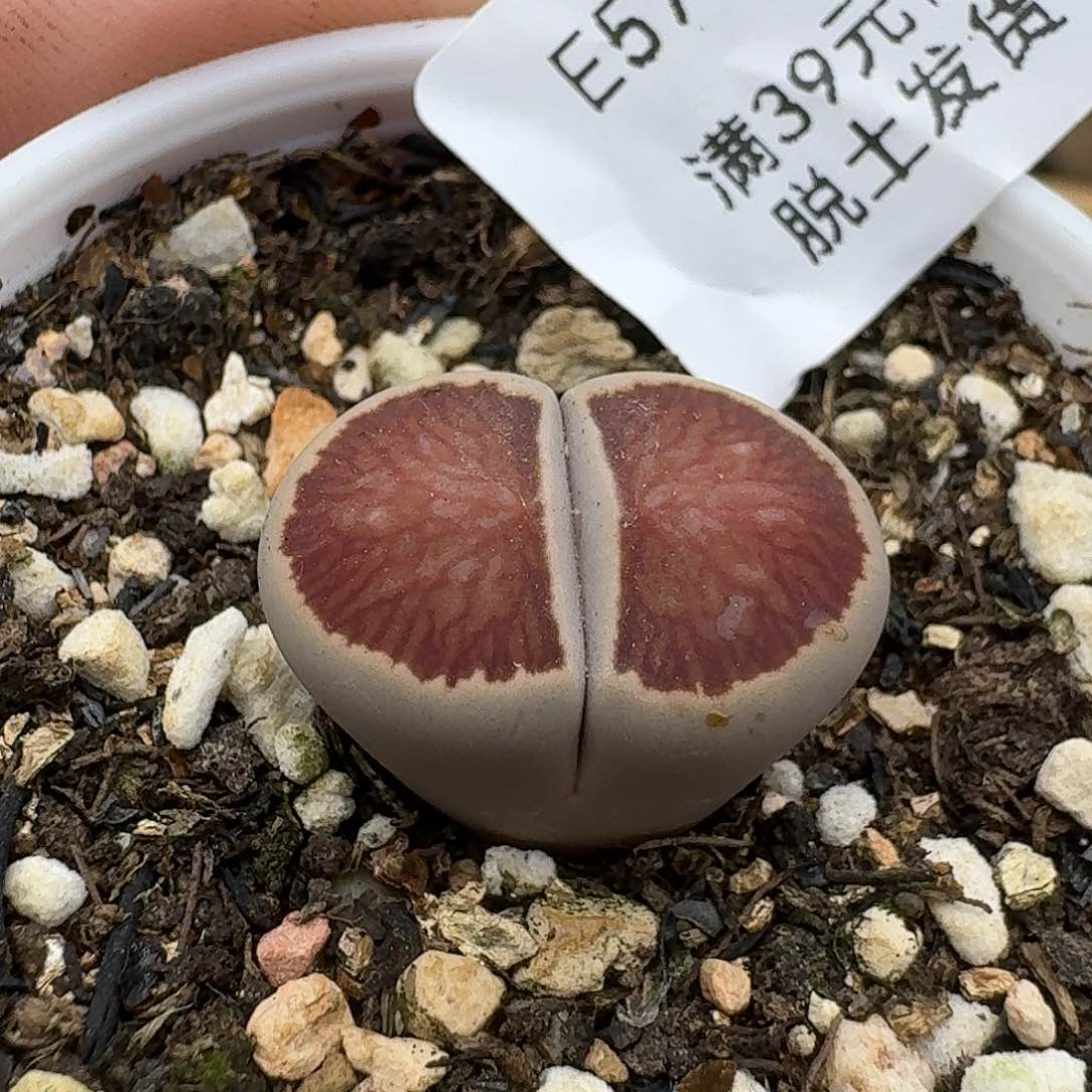 570哈哈哈哈哈哈哈哈哈