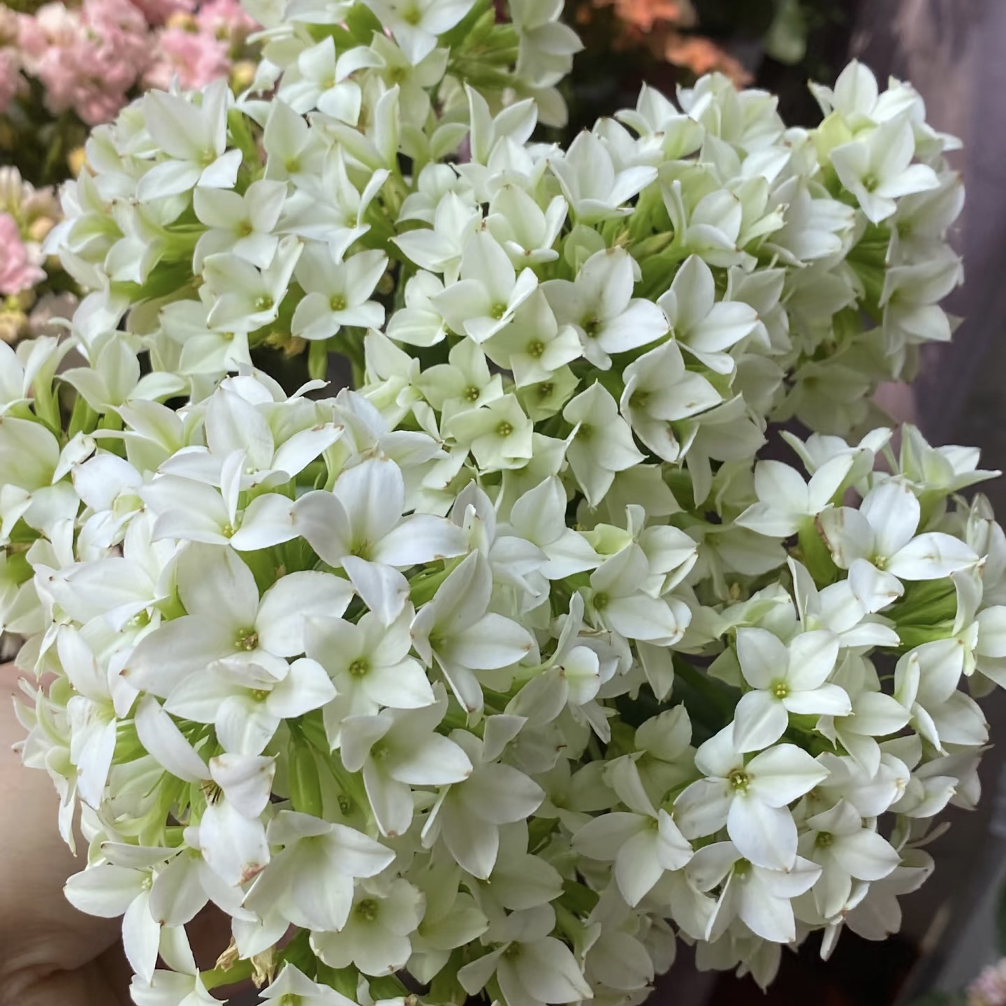 【（昊景130盆）冰晶】单瓣长寿花盆栽好养