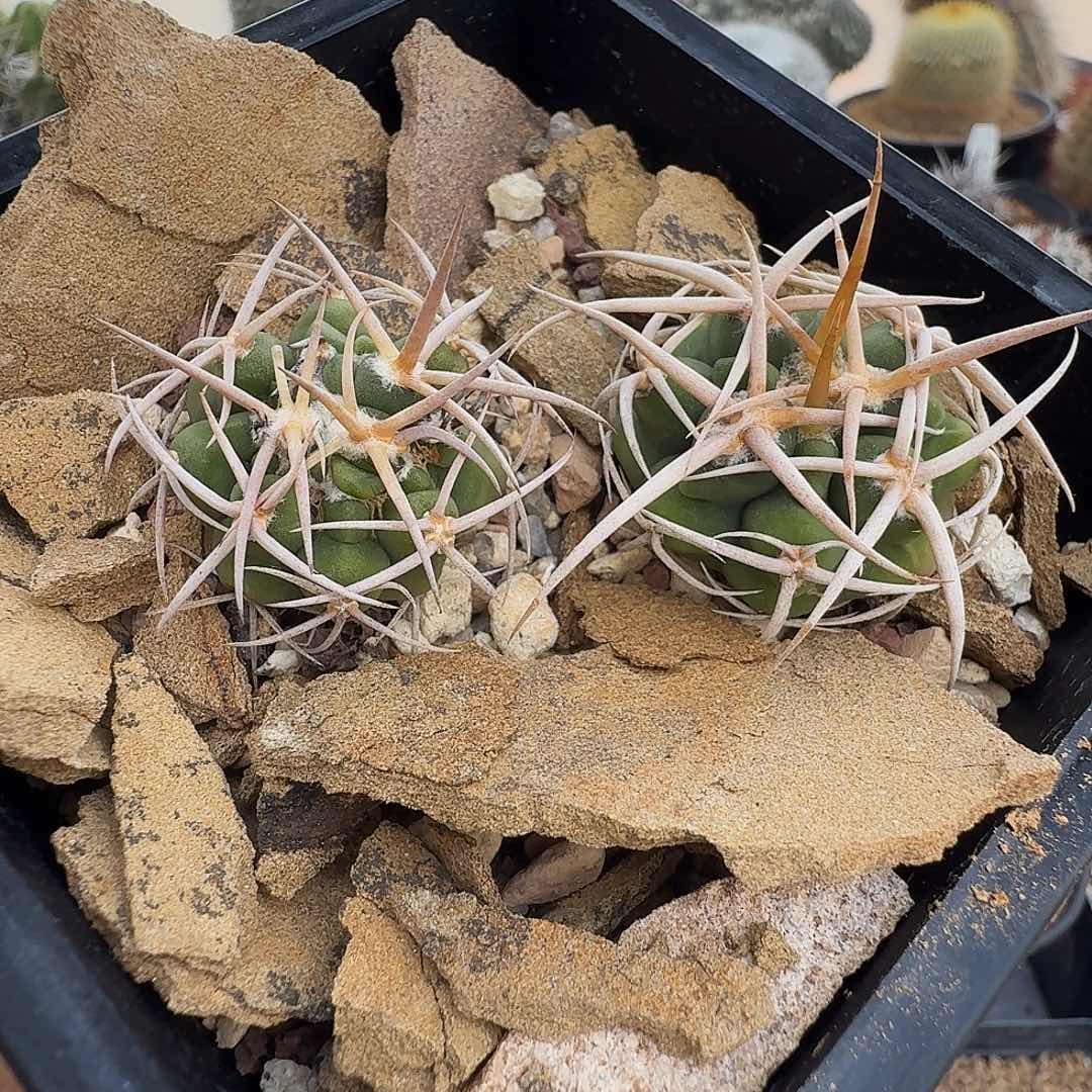 c***b实生五十铃碧颜玉两颗脱土发货