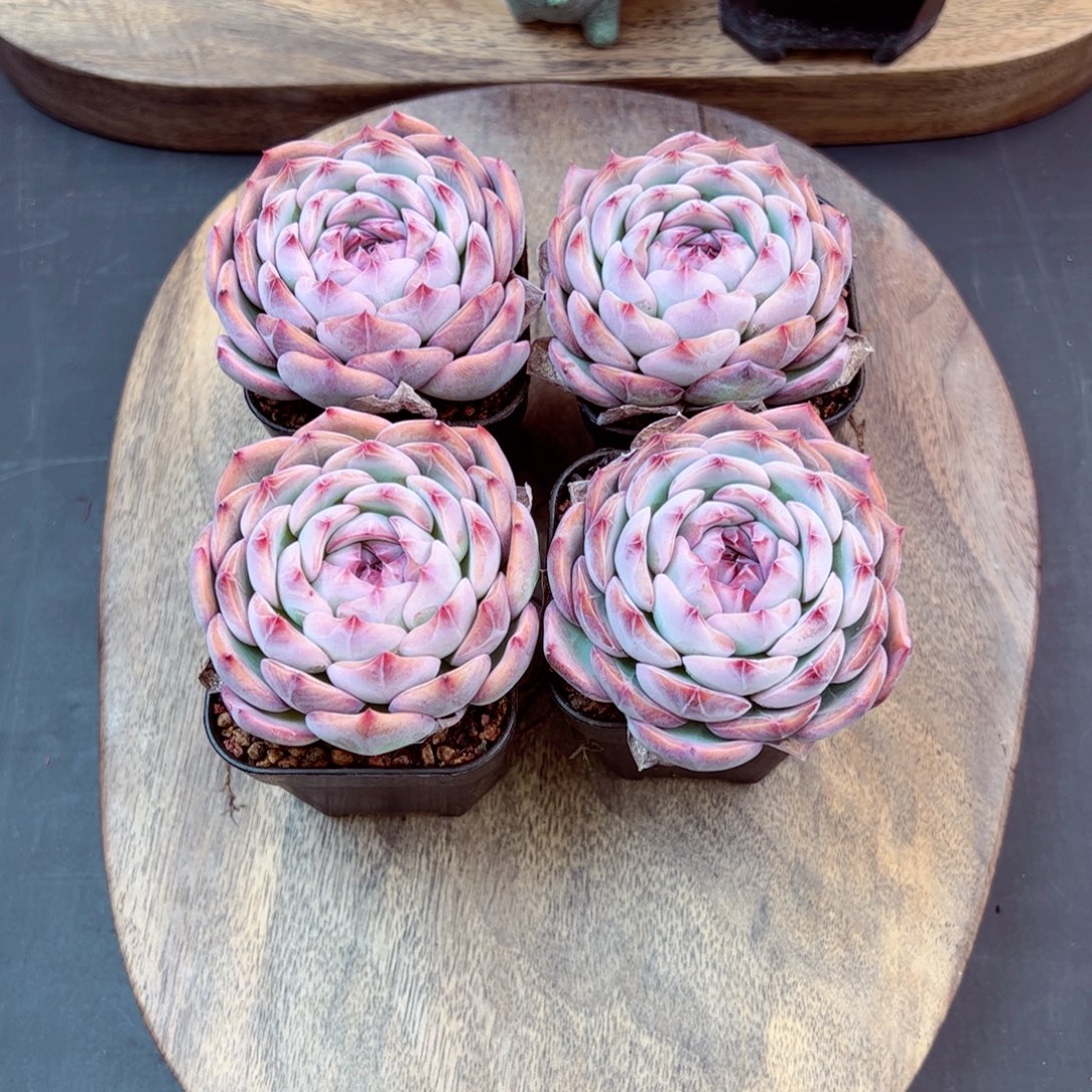 玉笛弟弟量拍—哈哈哈哈哈