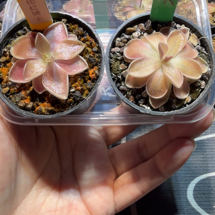 无花朵绯红骑士加埃普西隆脱土发88033