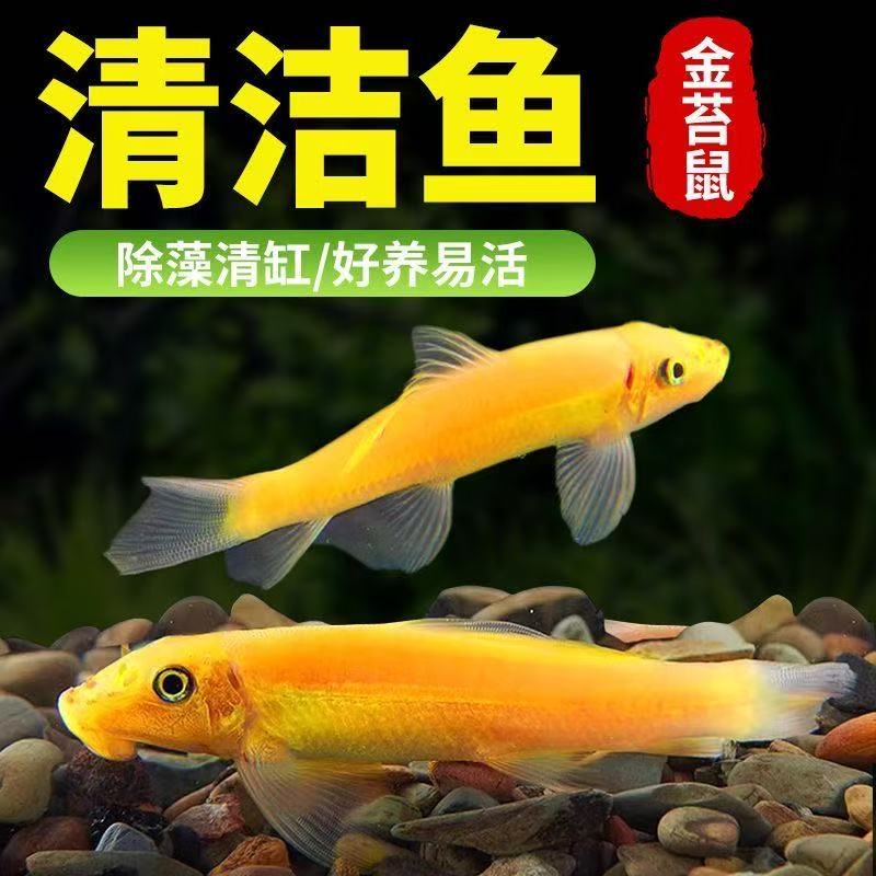 金苔鼠鱼热带观赏鱼清洁鱼缸除藻清残渣的工具鱼
