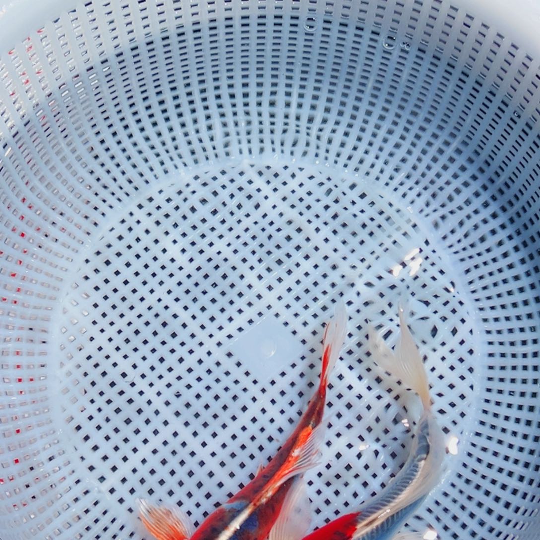 锦鲤锦鲤观赏鱼6666