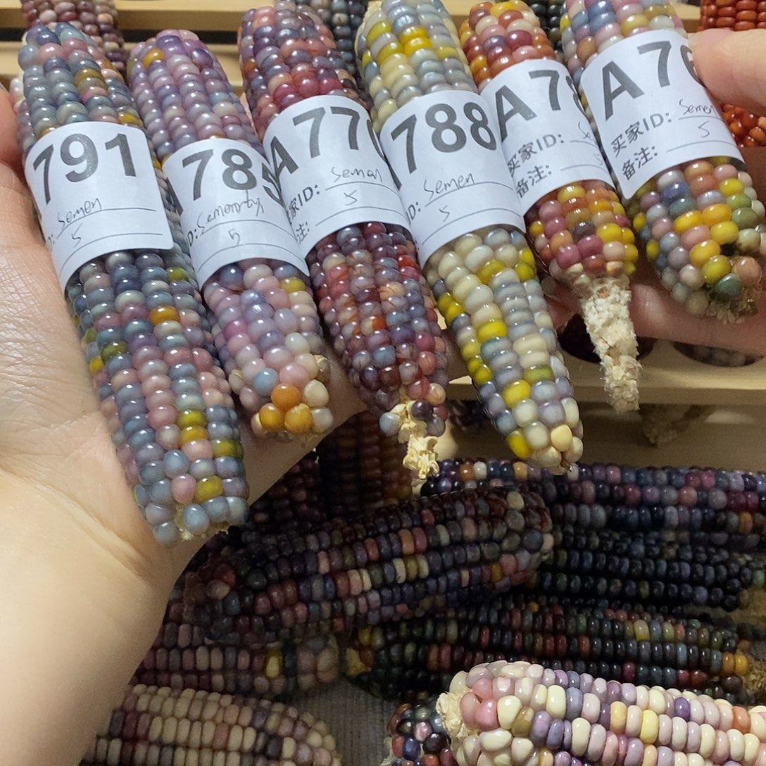 藤类文玩玉米毛料