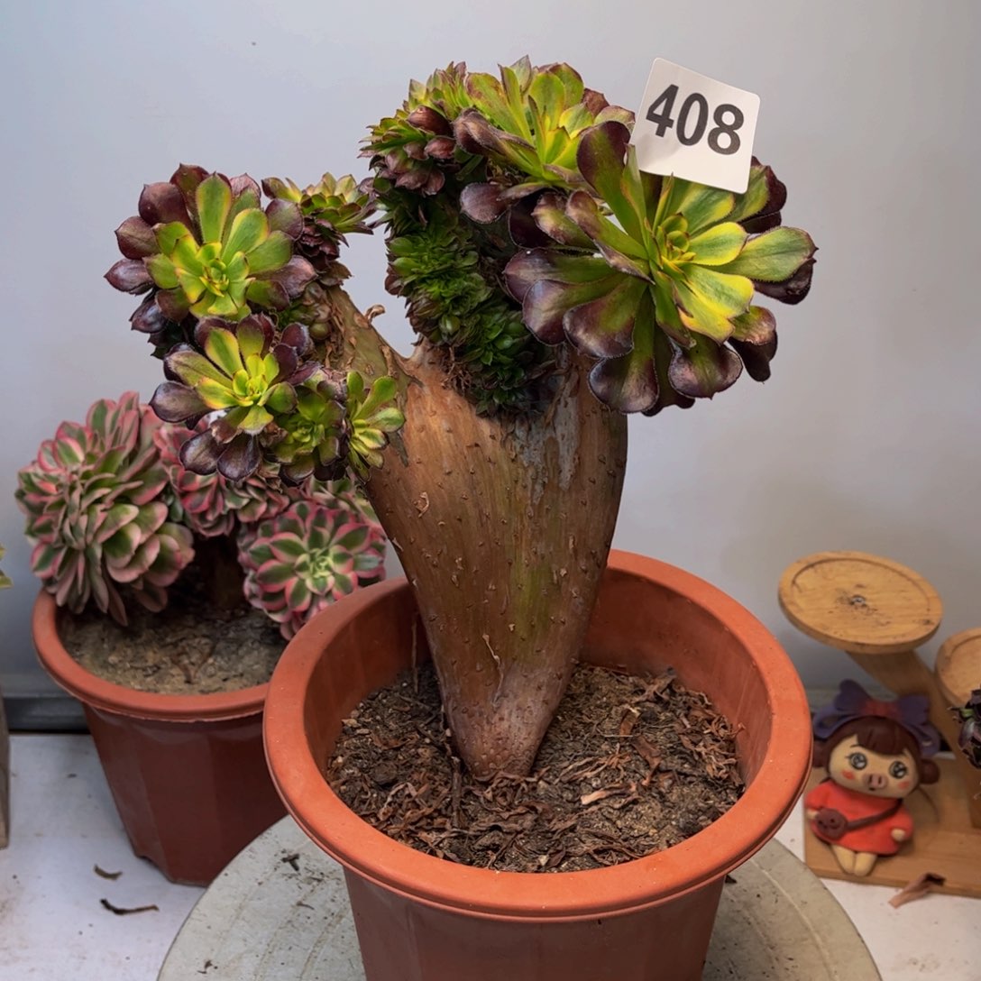 多肉植物美亚缀408法师