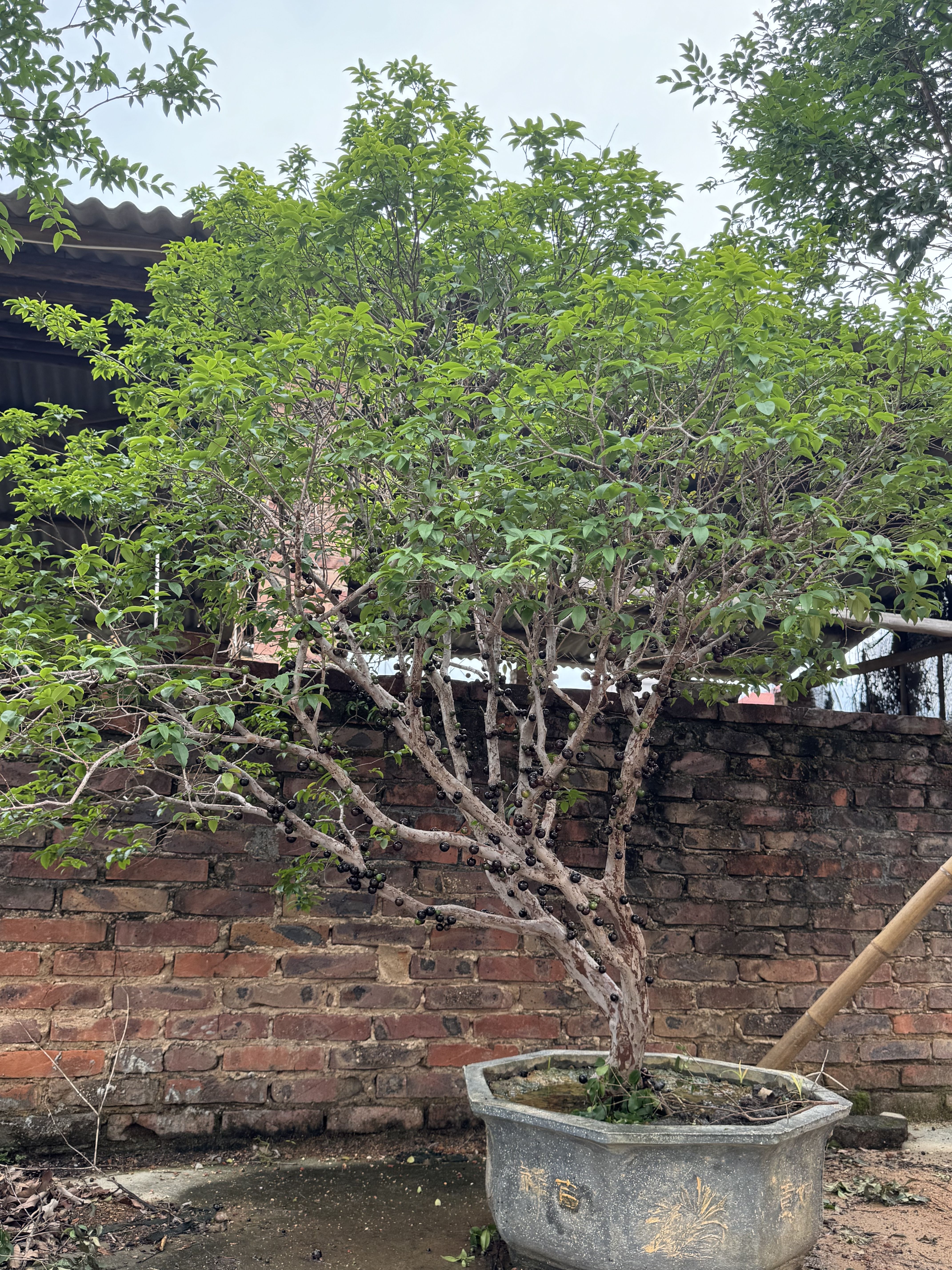 沙巴苗木一树一拍