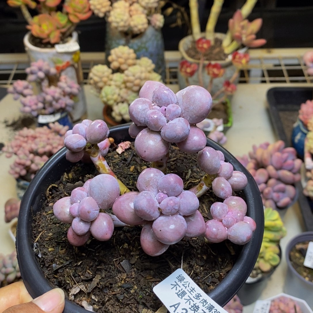 347香水手指多肉9cm