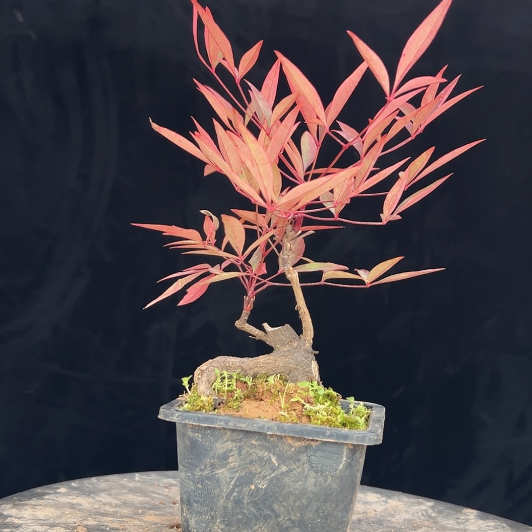 不开花植物666666666