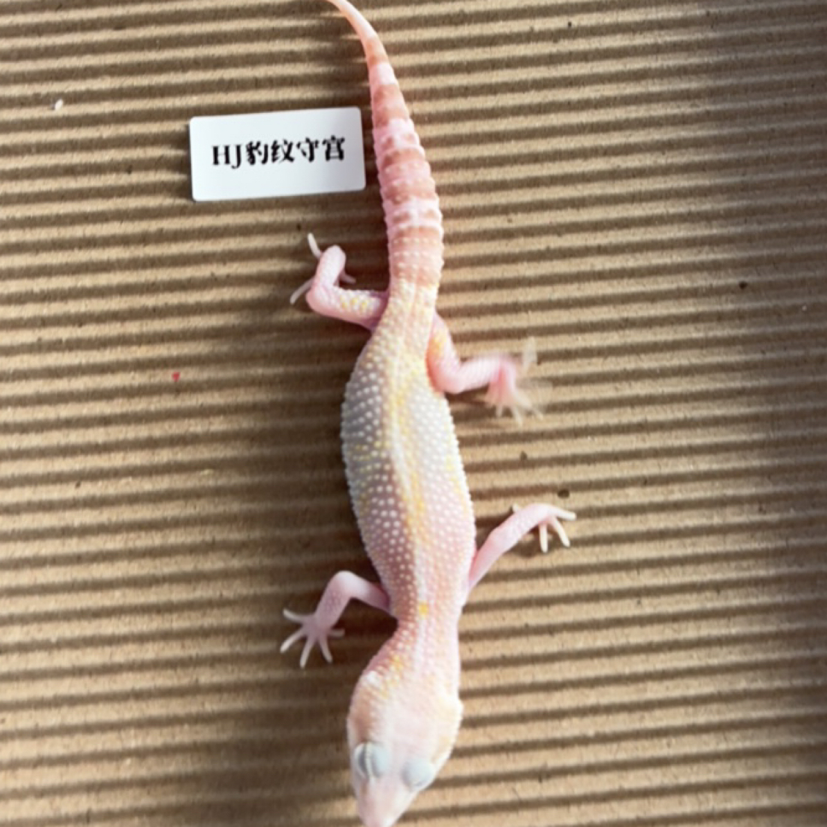 豹纹守宫，红眼暴龙，2个月个体，公温