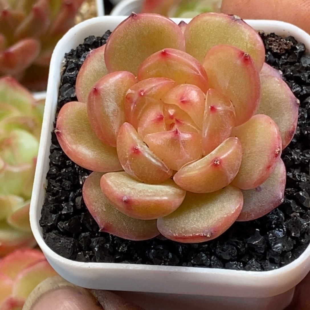 天官赐福百无禁忌