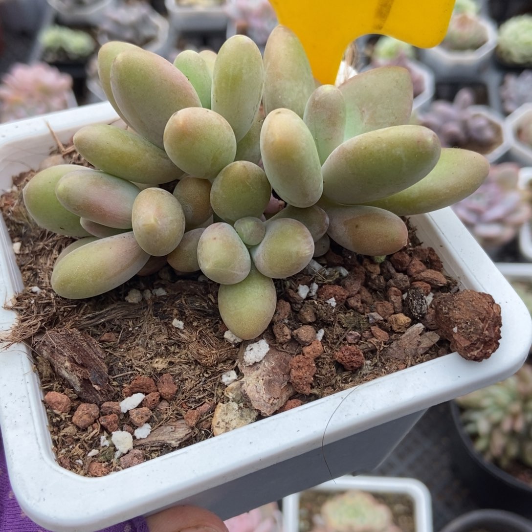 1607芒果奶多肉植物