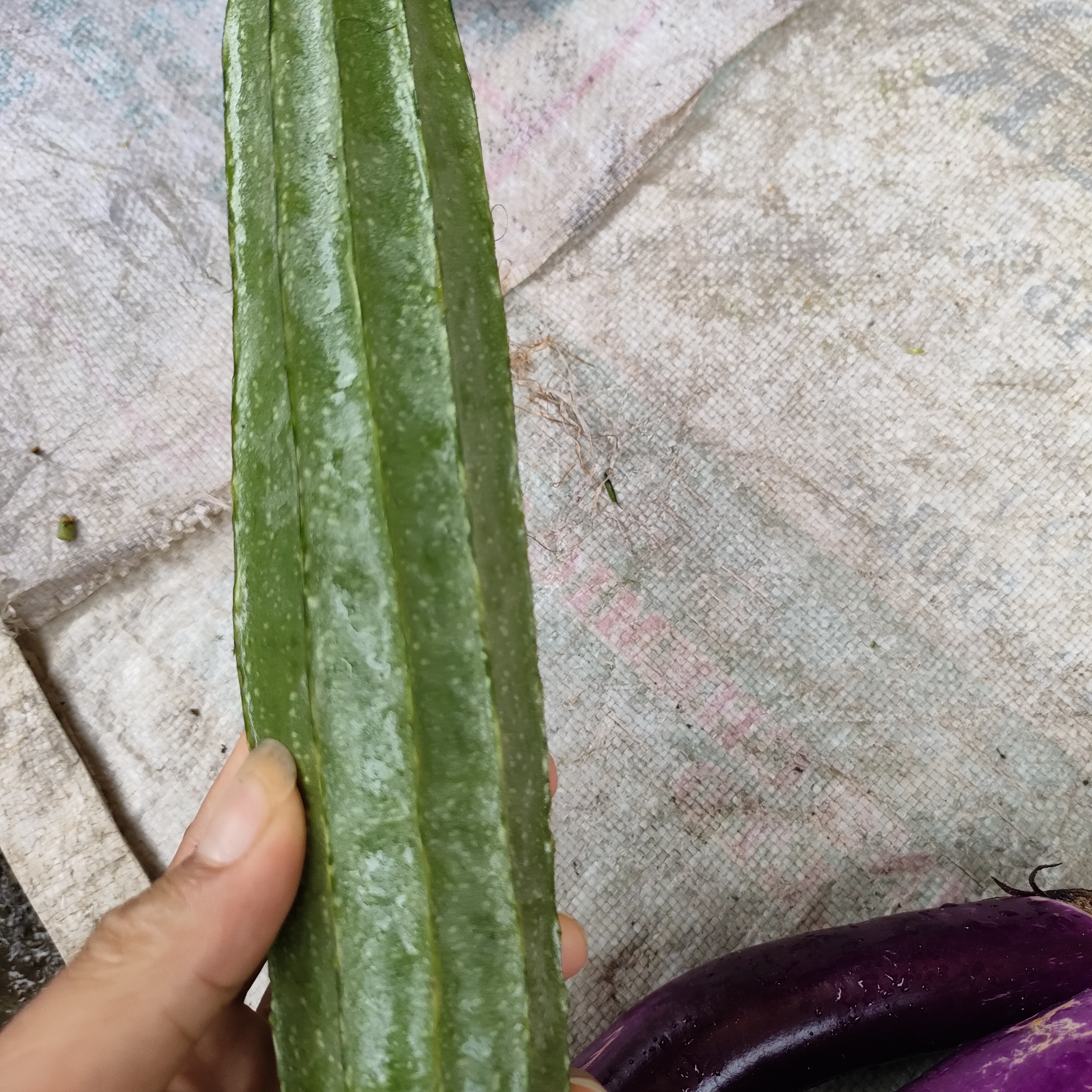 罗城仫佬族农家丝瓜