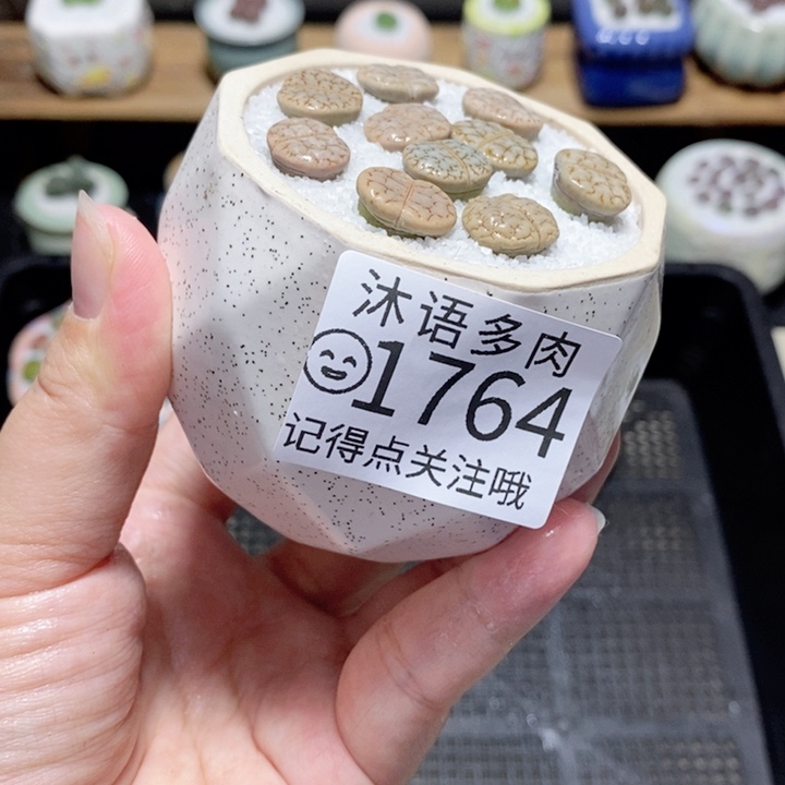 精美盆栽 一物一拍1764