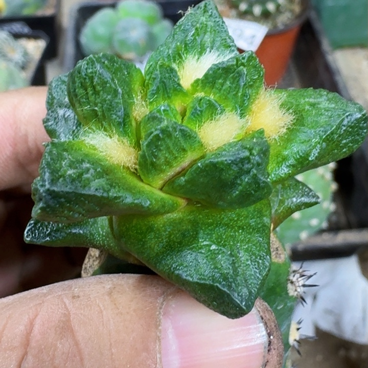 福利苗接大尤龙角050