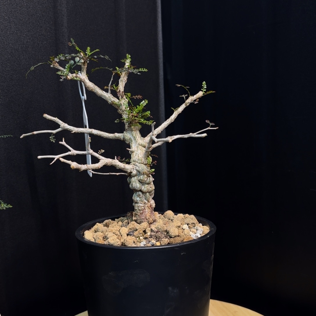 木 象足漆树带盆土