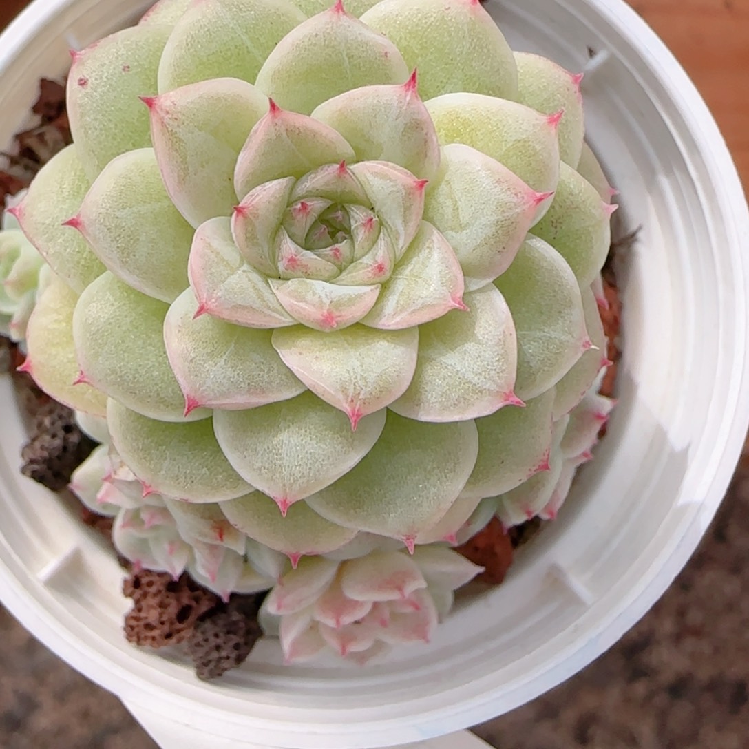 a***a花语多肉1212-171散