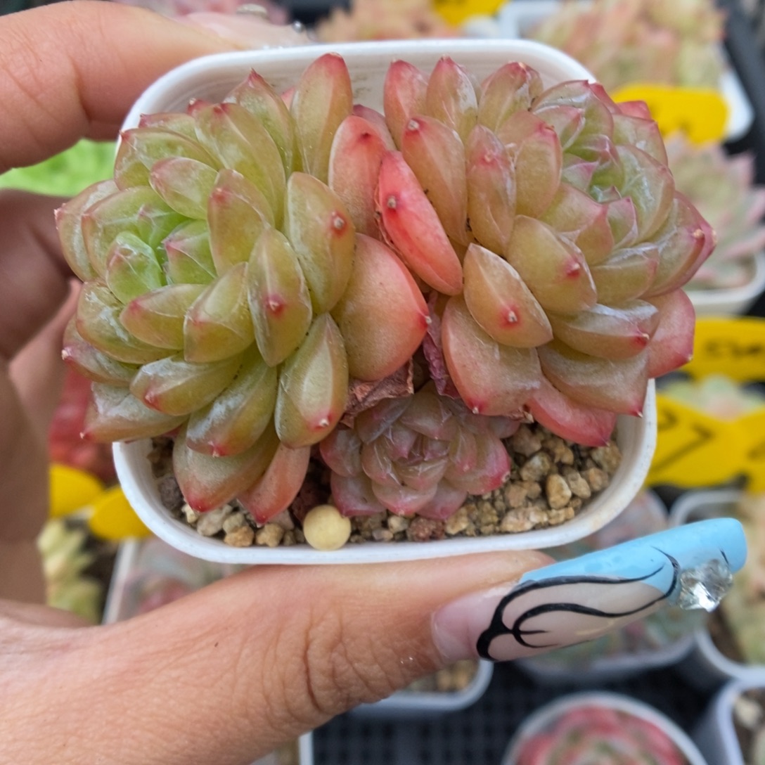 绿芙蓉珍妮群生919号