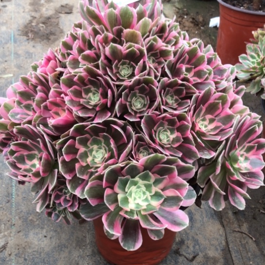 冬***来无花朵初恋法师多肉植物697号