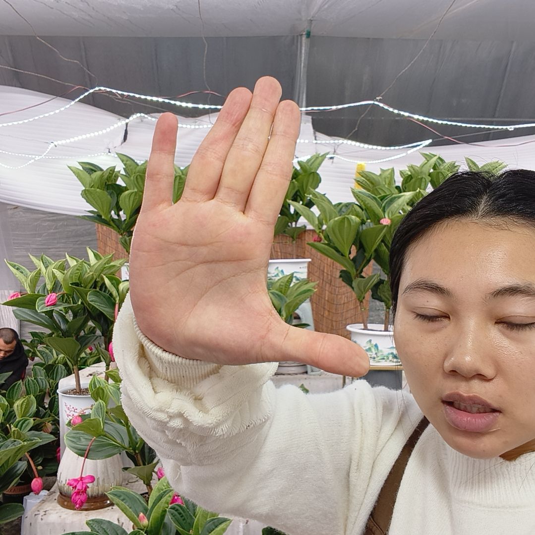 无花朵宝莲灯一物一拍基地直发