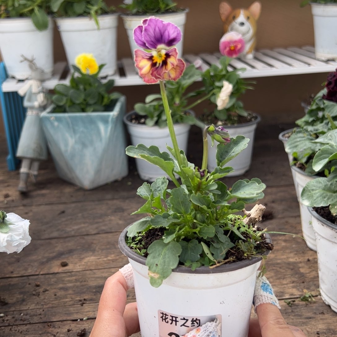 【闪购商品】完全开放213号