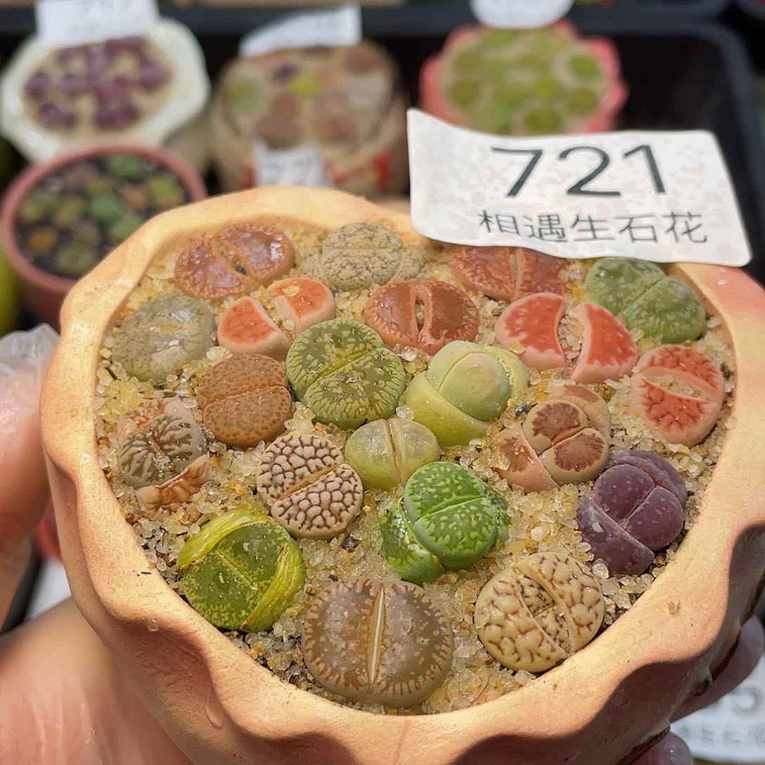 相遇生石花专拍721