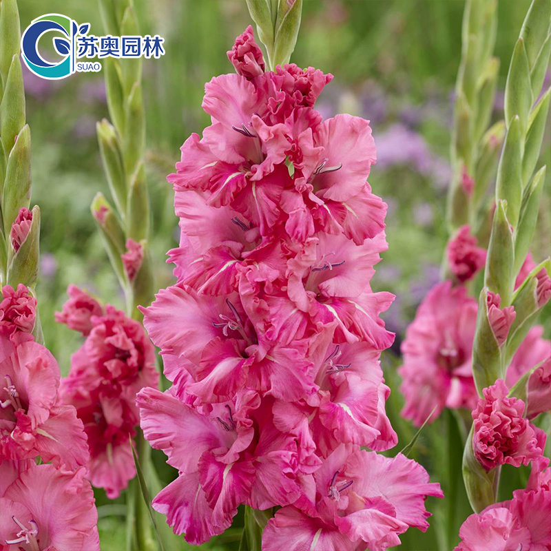 5颗【紫云】唐菖蒲剑兰种球进口球根花卉阳台室外庭院盆栽四季种植