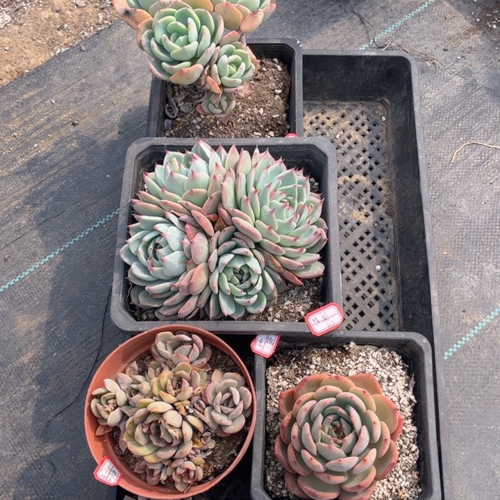 慧*梁白月光两吉娃娃里嘉麦当娜冰糖两