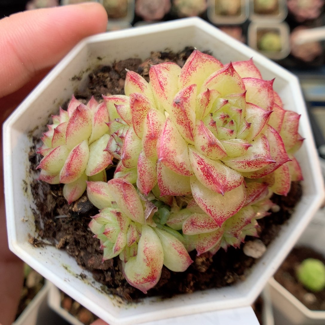 G41两颗，20包邮两天凑单