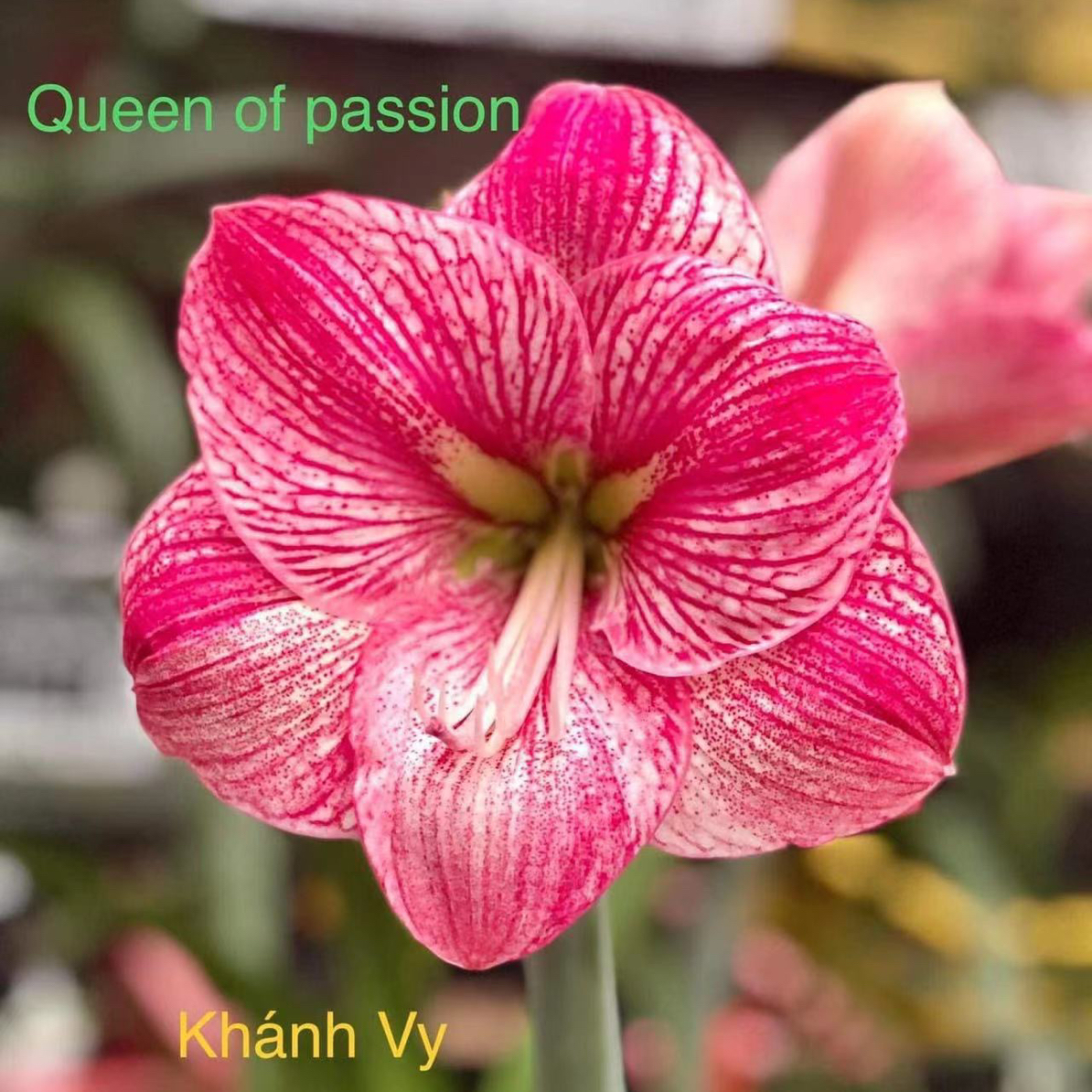 S孤挺花园 Queen of Passion 裸球