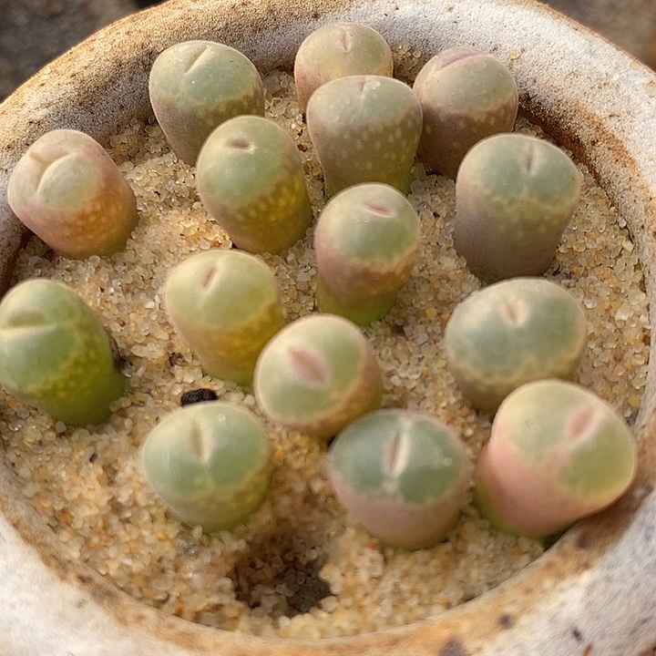 3029安格尼斯之眼一颗