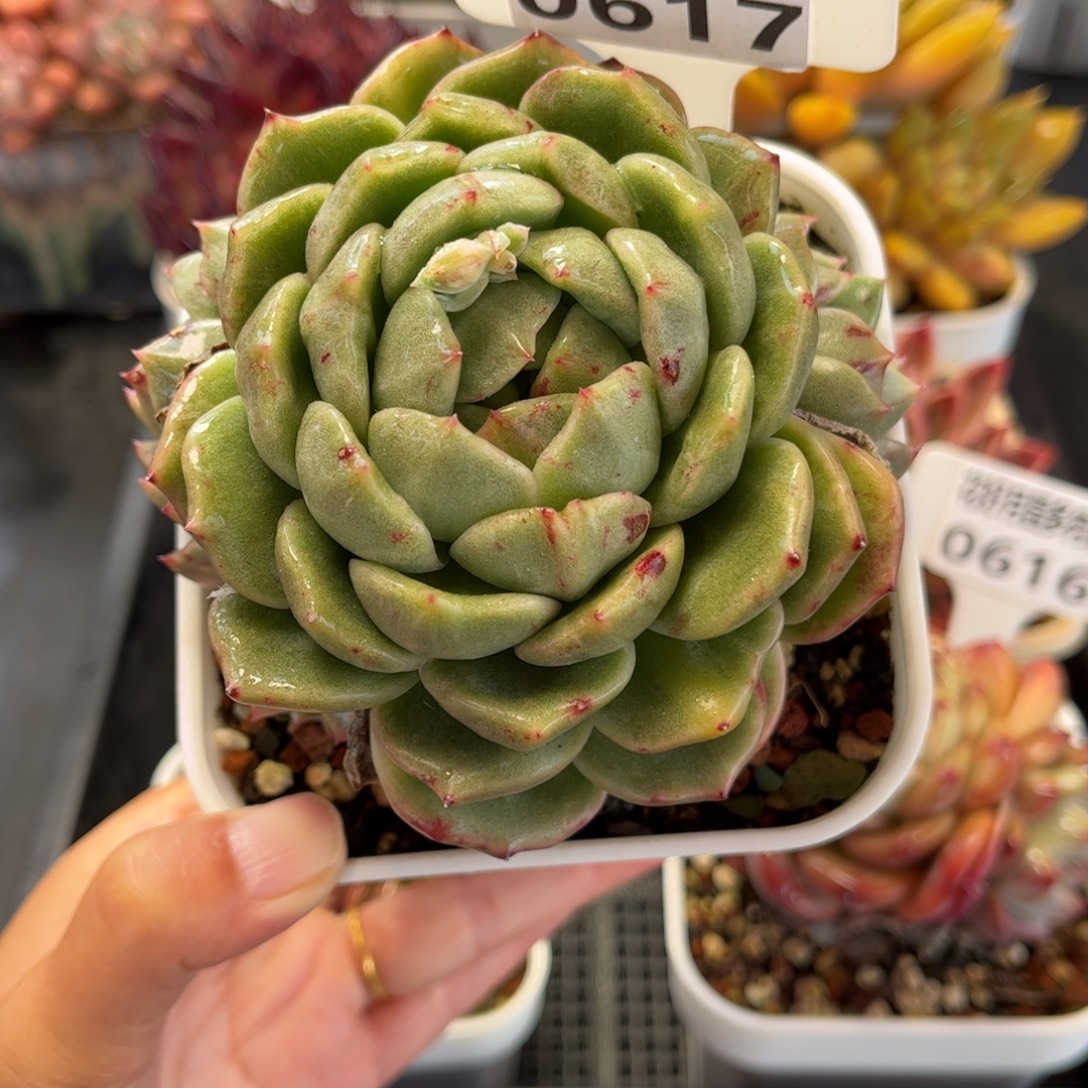 多肉植物0617 满30包邮