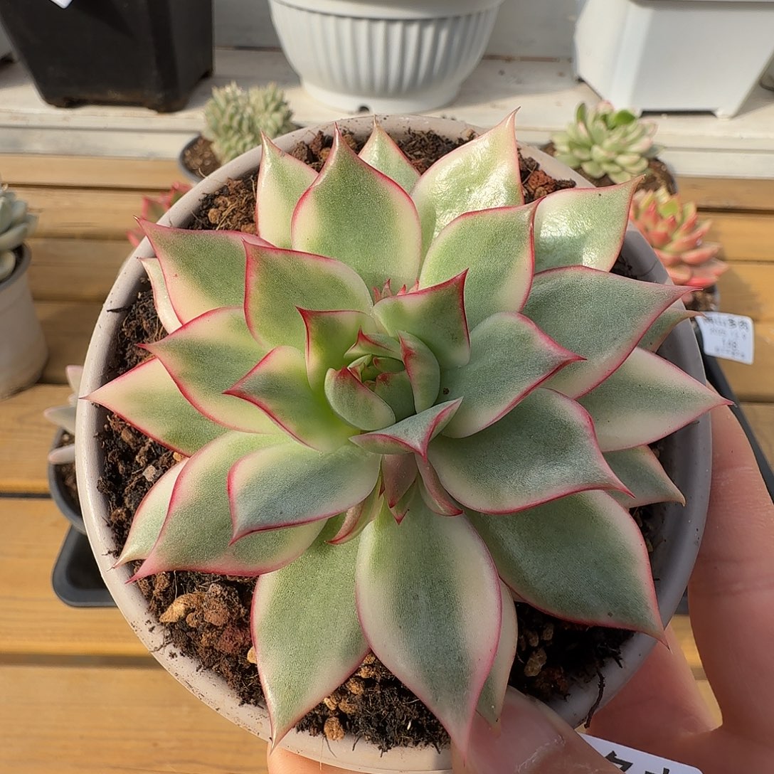 绿体宝莲灯锦111129-147