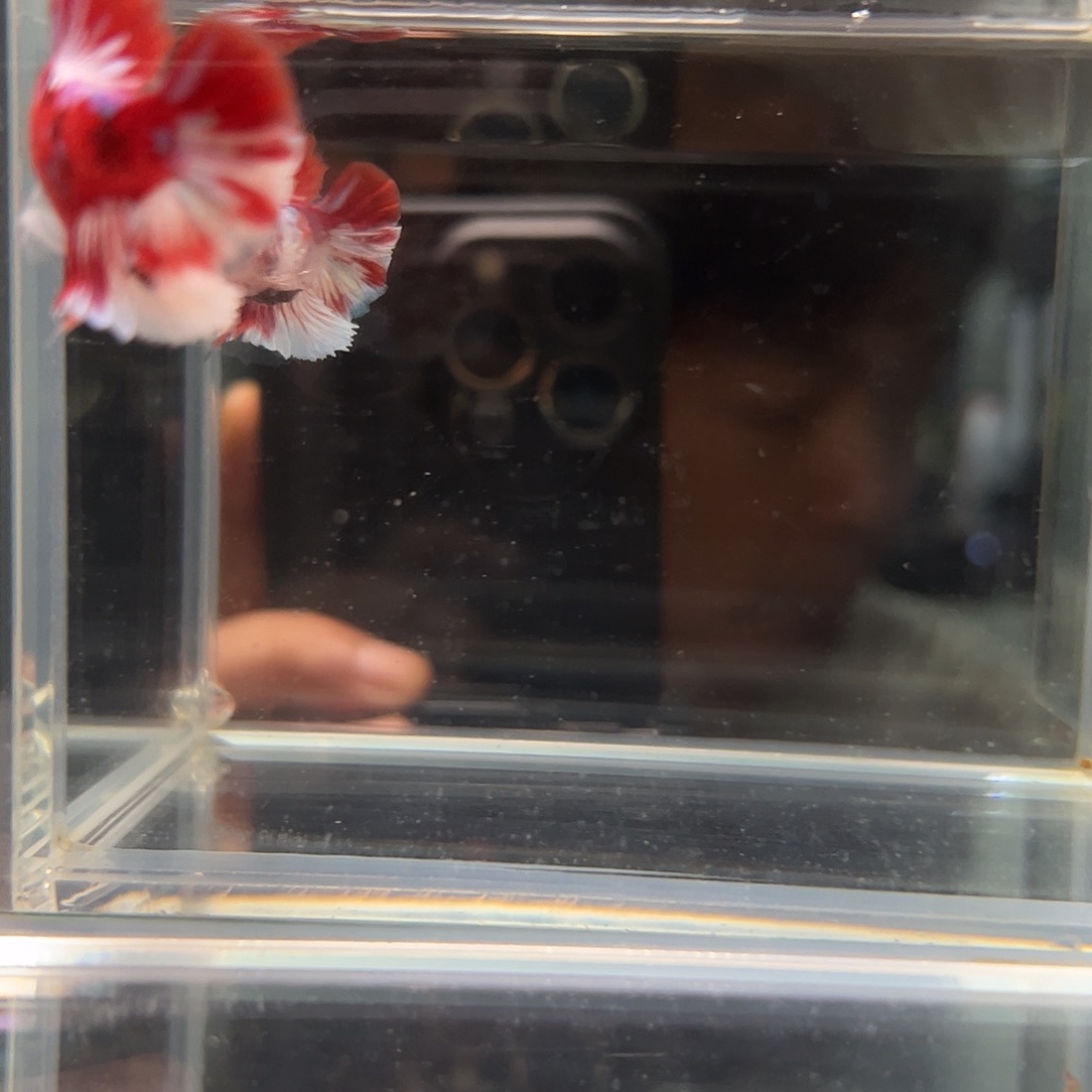 斗鱼一单包邮84日87