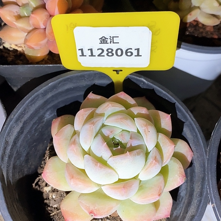 福利多多。1128061