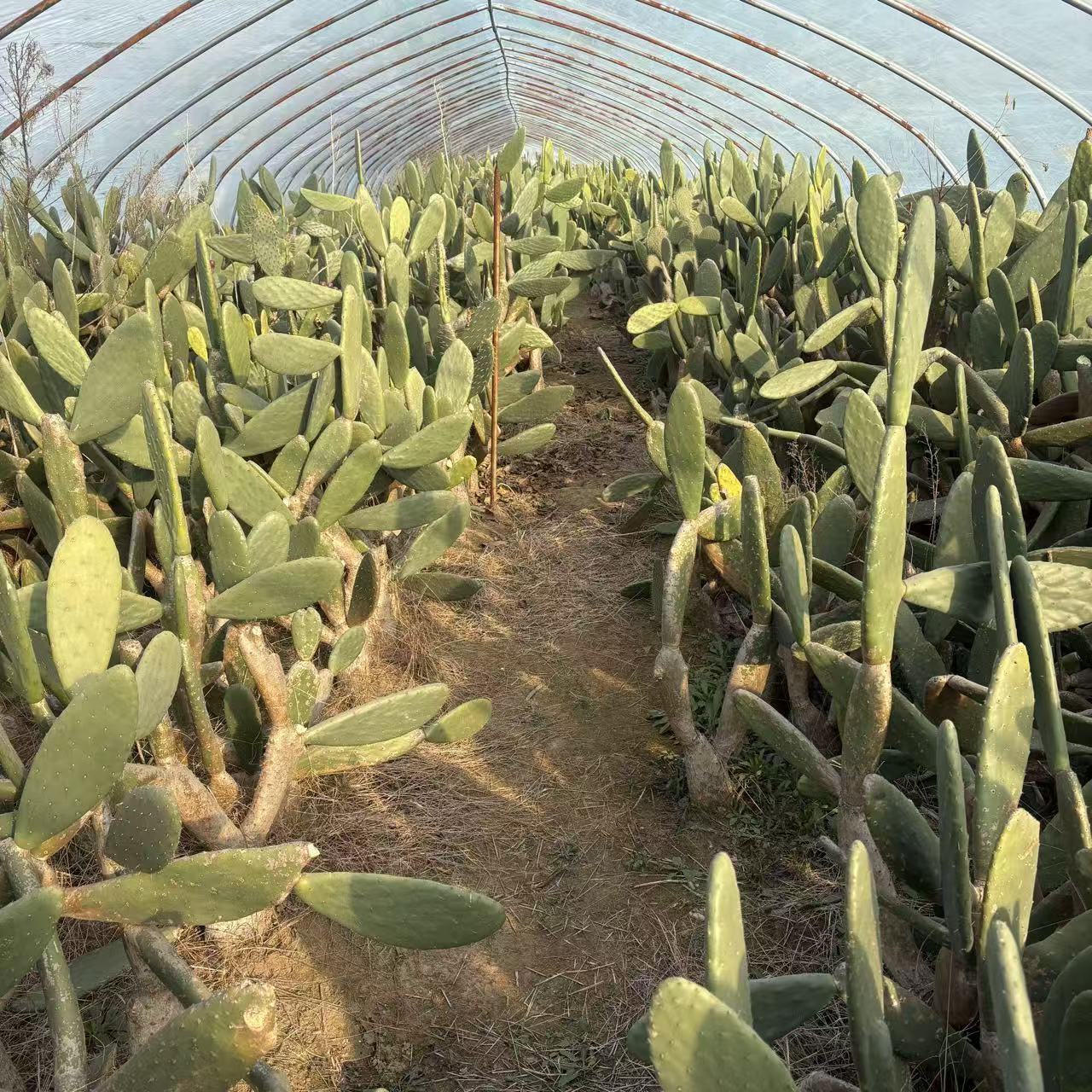 梨果可用于嫁接扦插的食用仙人掌成品绿植易养盆栽