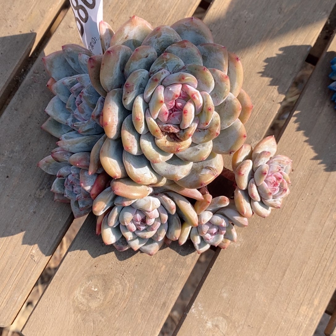 北***巷869石榴籽哇哇哇哇哇