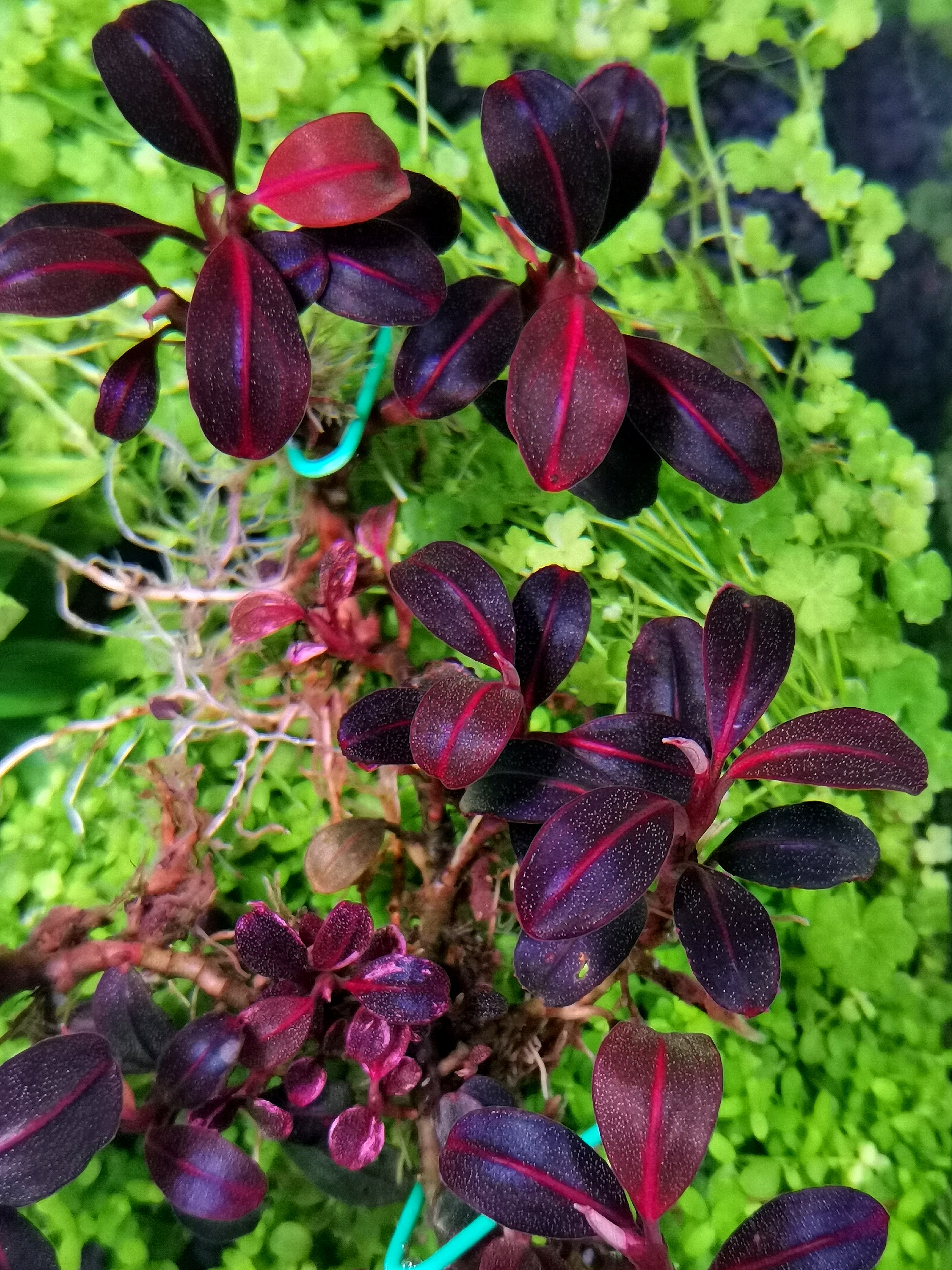 【精品大丛】丸子红脉玉 精品老货辣椒榕水草 高端稀有水草