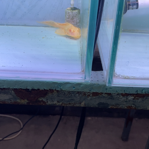 海水鱼女王一条aaaa